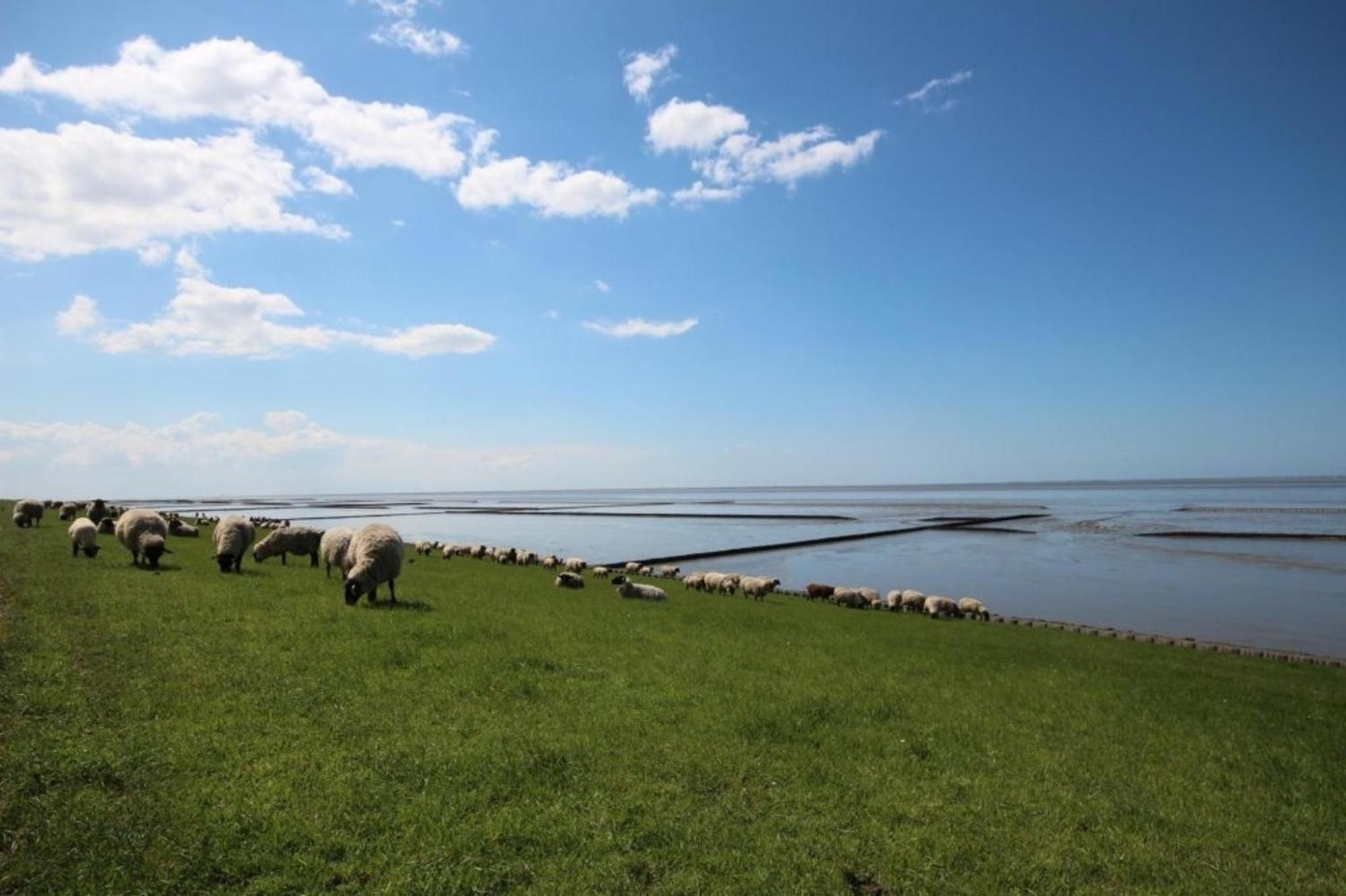 Grosse Nordseewelle Ohne Hund Norden Exteriér fotografie